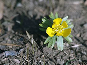 Goldene Blüte